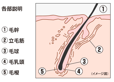 髭 剃る と 濃く なる